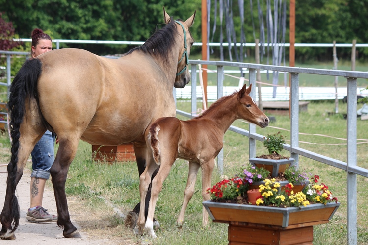 Missouri Foxtrotter Stutfohlen auf der Kokopelli Ranch